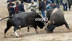 Ayder Festivali Sona Erdi