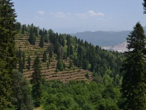 Artvin’de 2017 Yılında 3 Milyon Fidan Toprakla Buluşturuldu