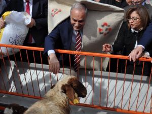 Fakıbaba Çoban Abası Giydi, Kuzuları Besledi