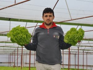 Marul Tarlada 60 Kuruş, Pazarda 3 Lira