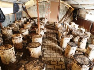 Artvin’de Kayın Mantarı Alternatif Geçim Kaynağı Oldu