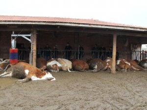 Elektrik Akımına Kapılan 14 Hayvan Telef Oldu