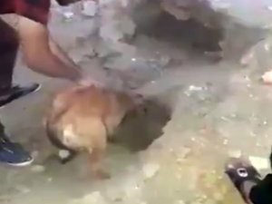 Toprak Altında Kalan Yavrularını Kurtarmayı Başardı