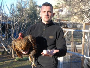 Bu Tavukların Tanesi 2 Bin, Yumurtası 40 Lira