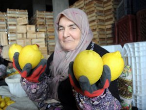 Limon Değerleneceği Güne Kadar ’Yatağa’ Giriyor