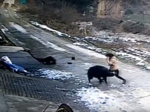 Yaban Domuzu Dehşet Saçtı: 1 Ölü, 1 Yaralı