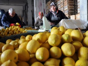 Limon Değerleneceği Güne Kadar Yatakta