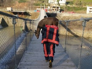 Derelerde Mahsur Kalan Karacalar İçin Seferber Oldular