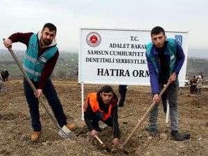 Samsun’da Hükümlüler Fidan Dikti