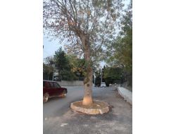 Yol Genişletme Çalışmaları Sonrasında Yolun Ortasında Kalan Ağaç Kesilmekten Kurtuldu
