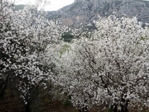 Badem Çiçekleri Açtı, İlçe Beyaza Büründü