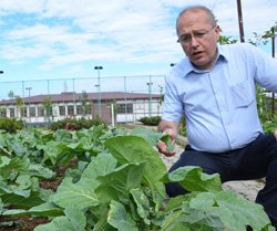 Rizeli Lahanadan Yağ Çıkaracak