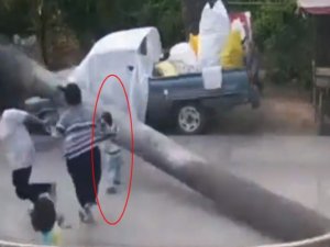 Devrilen Dev Ağaç Çocuğu Teğet Geçti