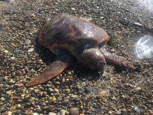 Caretta Caretta Olta İğnesinden Öldü