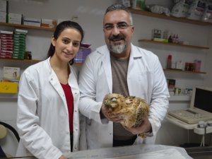 Yaralı Şahine Ameliyatla Platin Takıldı