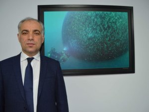 Hamsi Tescillendi, Sıra Kırlangıç, Barbun Ve Pisi’de