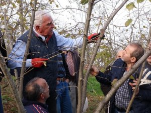 Fındıkta Bilinçli Budamanın Meyveleri Bu Yıl Alınacak