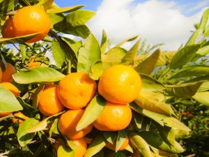 Sağlıklı Ve Güzel Bir Cilt İçin Gerekli Vitaminler