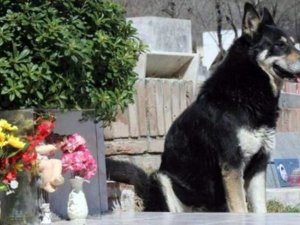 11 Yıl Boyunca Sahibinin Mezarı Başında Bekliyor