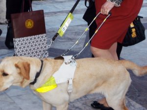 Çin’de Rehber Köpeklere Uçuş İzni