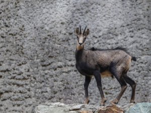 76 Yıl Sonra Görüntülenmişti Şimdi Sayıları 60’a Ulaştı