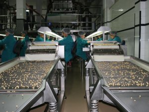 Fındık İhracatı 6 Ayda 1 Milyar Doları Geçti