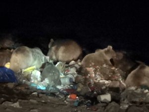 Boz Ayıların Uyku Düzeni Bozuldu