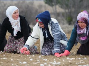 Atama Bekleyen Öğretmen, Sarımsak Tarlasında