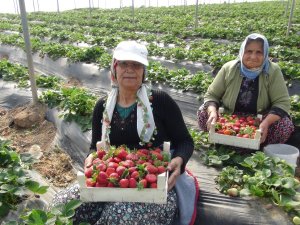 Mevsimlik Tarım İşçilerinin Günlük Ücretleri Yüzde 12 Arttı
