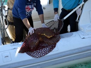 Yaralı Caretta Caretta İçin Seferber Oldular