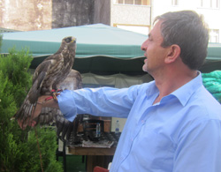 Doğan Güvercine Yenik Düştü