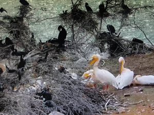 Pelikanlar Amasya’ya Erken Geldi