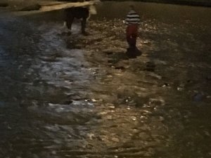 Dereden Düve Kurtarma Operasyonu