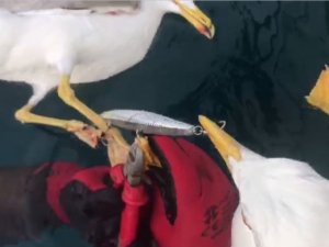 Oltaya Takılan Martıların Yardımına Balıkçılar Koştu
