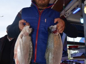 Trabzon’dan Japonya Ve Amerika ‘Ya Somon İhracatı