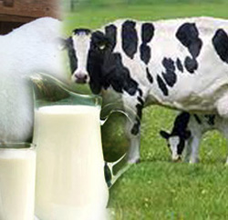 Rize'de Ne Kadar İnek Sütü Kullanılıyor?