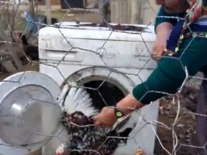Çamaşır Makinesinden De Kümes Olur Mu Demeyin