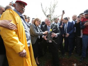 Türkiye’nin İlk Zeytin Ormanı Kuruldu