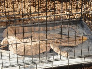 Şırnak’ta Çöl Varanı Bulundu