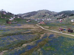 Kadıralak Yaylası Mor Örtü İle Kaplandı