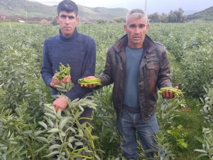 Tarlada 1, Pazarda 3 Lira
