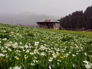 Karadeniz Yaylalarında Bahar Güzelliği