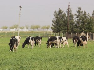 Yeni Yem Uygulaması, Et Fiyatlarını Düşürecek
