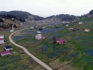 Kadıralak Yaylası Mor Elbisesini Giydi