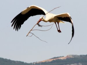 Muğla’da Leyleklerin Yuva Telaşı