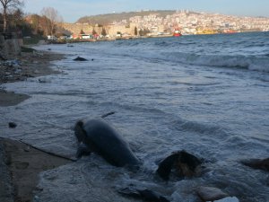Sinop’ta Kıyıya Vuran Yunus Sayısı 32 Oldu