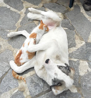 Rize'de Kedi ile Köpeğin Dostluğu Şaşırtıyor