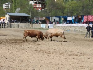 Artvin’de Boğalar Sezonun İlk Yarışı İçin Arenaya Çıktı