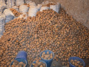 Patates Fiyatı Dibi Gördü