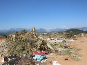 Manavgat’ta Doğa Katliamı
